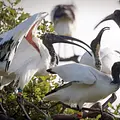 Globalisierung der Natur: Invasive Arten Thumbnail