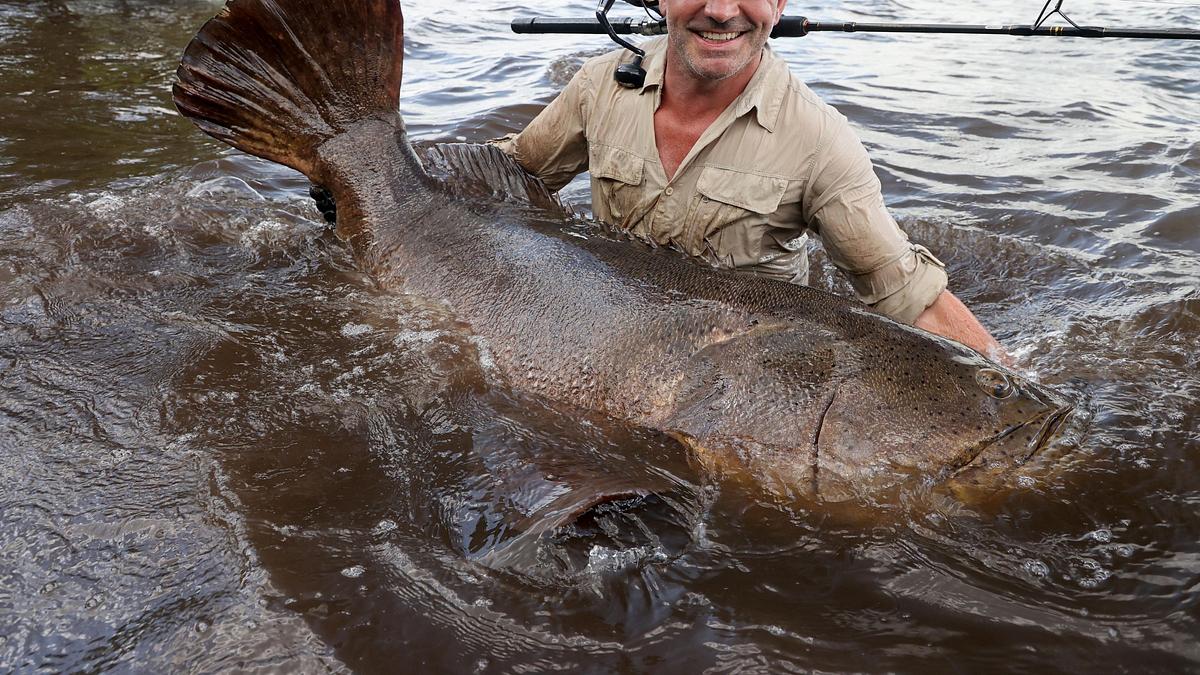 giganten unter wasser - riesenfischen auf der spur