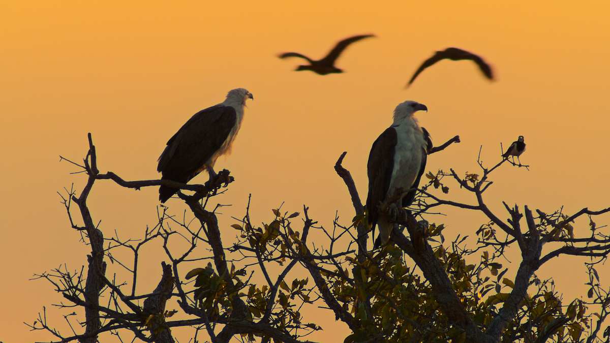 australiens uralte wildnis