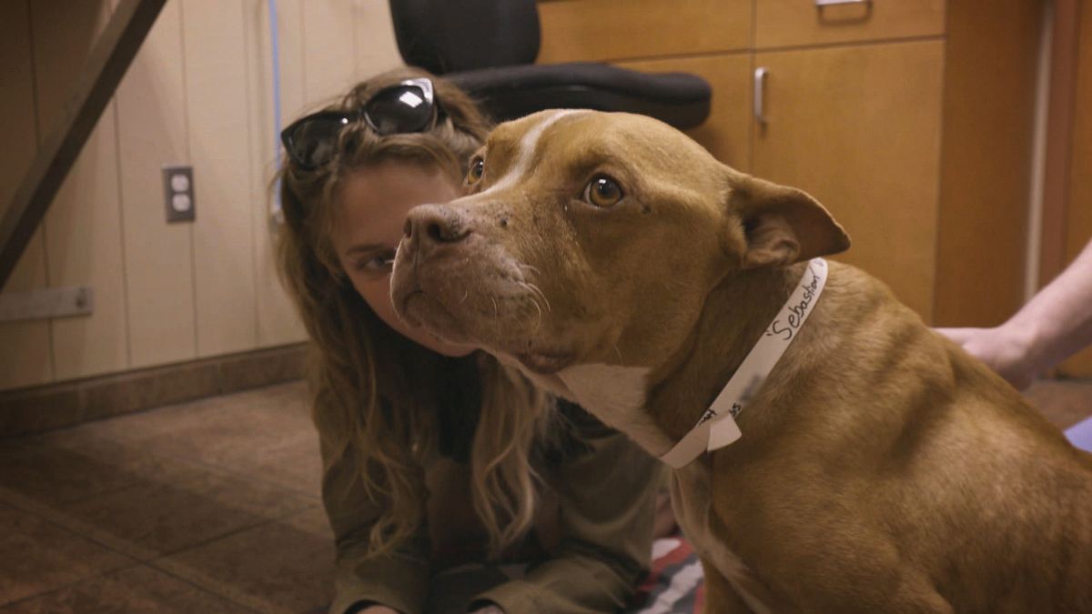 pitbulls auf bewährung