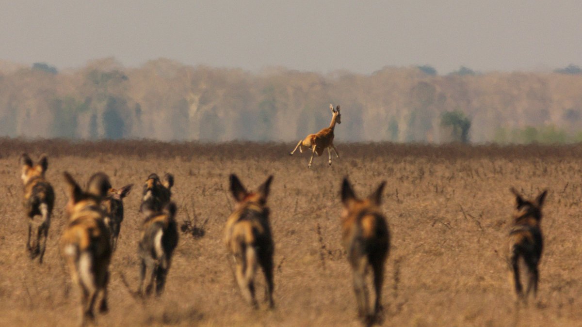 Gorongosa: Die Rückkehr der Raubtiere gorongosa: die rückkehr der raubtiere