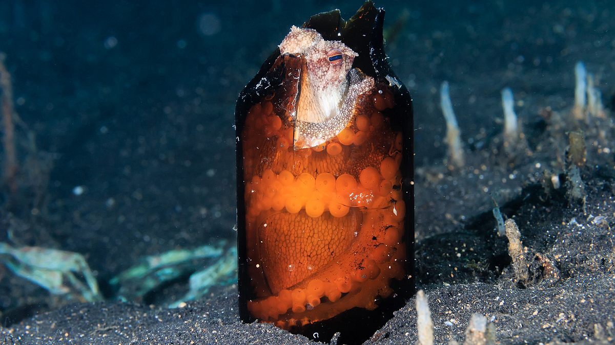 tierische freaks der ozeane