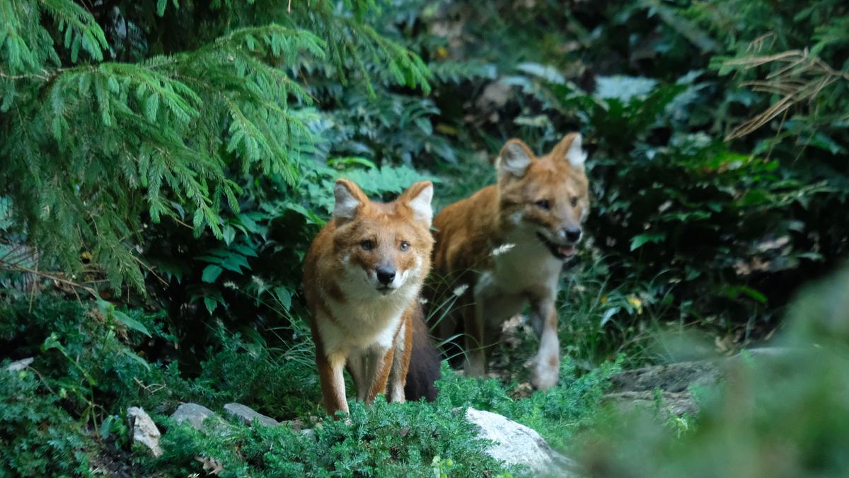 bronx zoo - tierpark der superlative