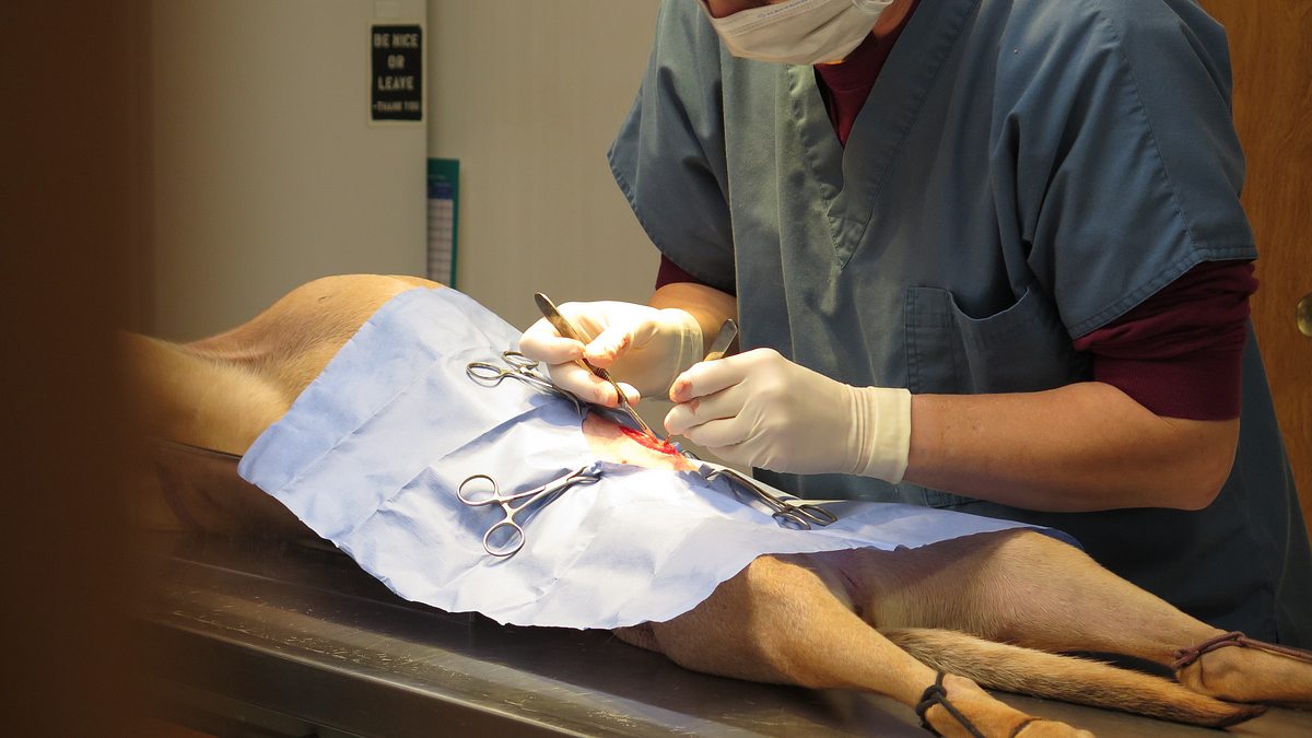 der unglaubliche dr. pol