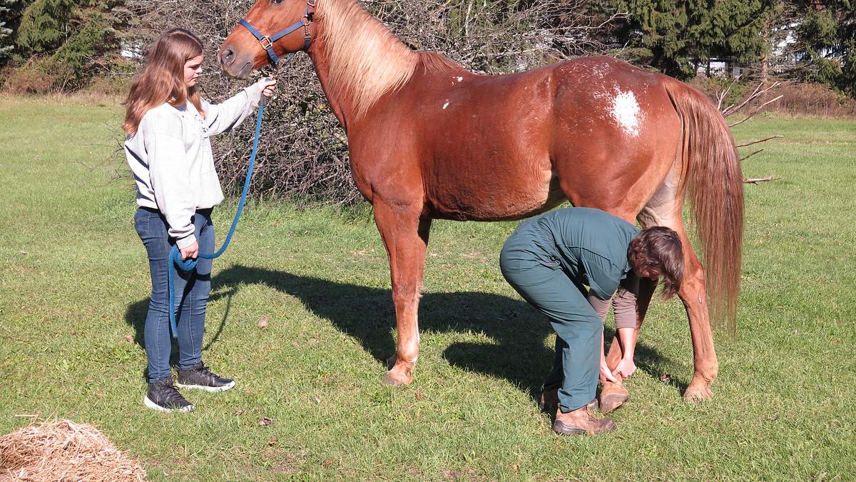 der unglaubliche dr. pol