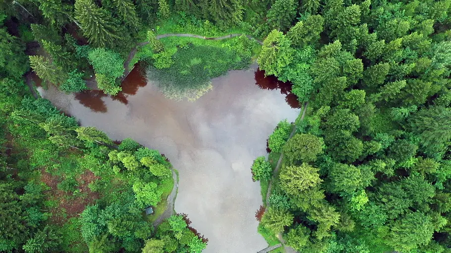 Wunderbare Waldwelt - Wie diese grünen Oasen zum Klimaschutz und zu unserer Gesundheit beitragen wunderbare waldwelt - wie diese grünen oasen zum klimaschutz und zu unserer gesundheit beitragen