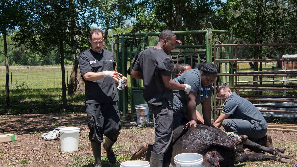 Die Tierärzte von Houston die tierärzte von houston