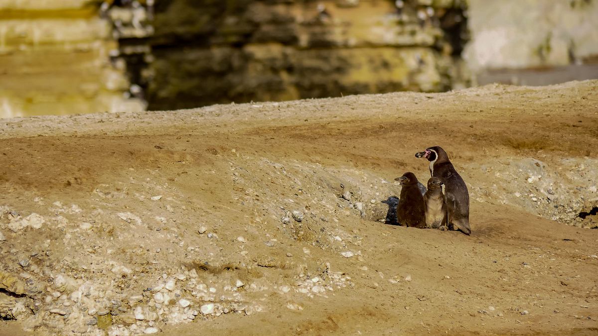 wildes peru