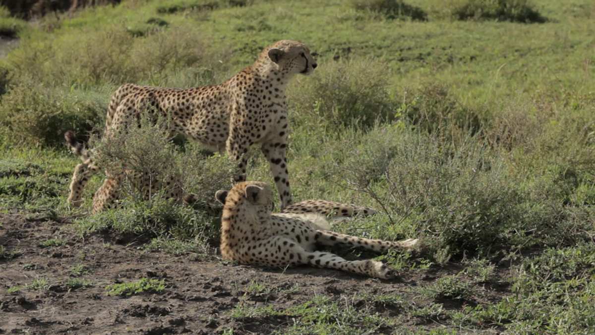 kampf der raubkatzen - löwe gegen gepard