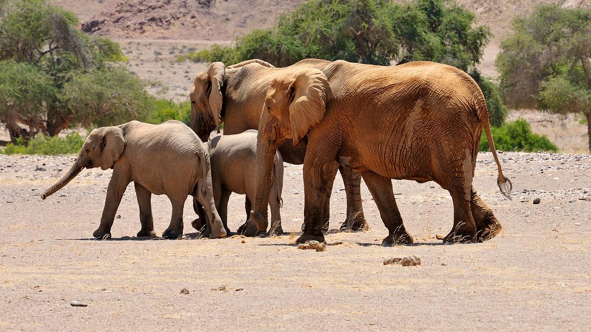 die wilden flüsse afrikas