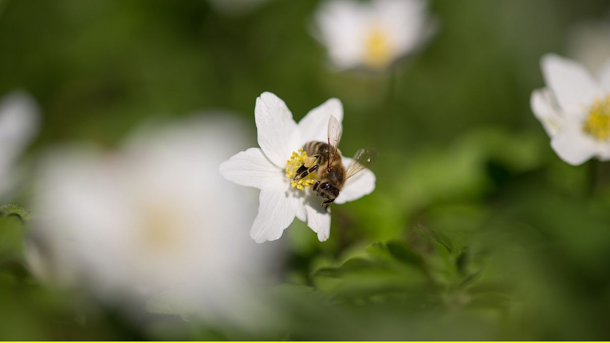 ziemlich wilde bienen