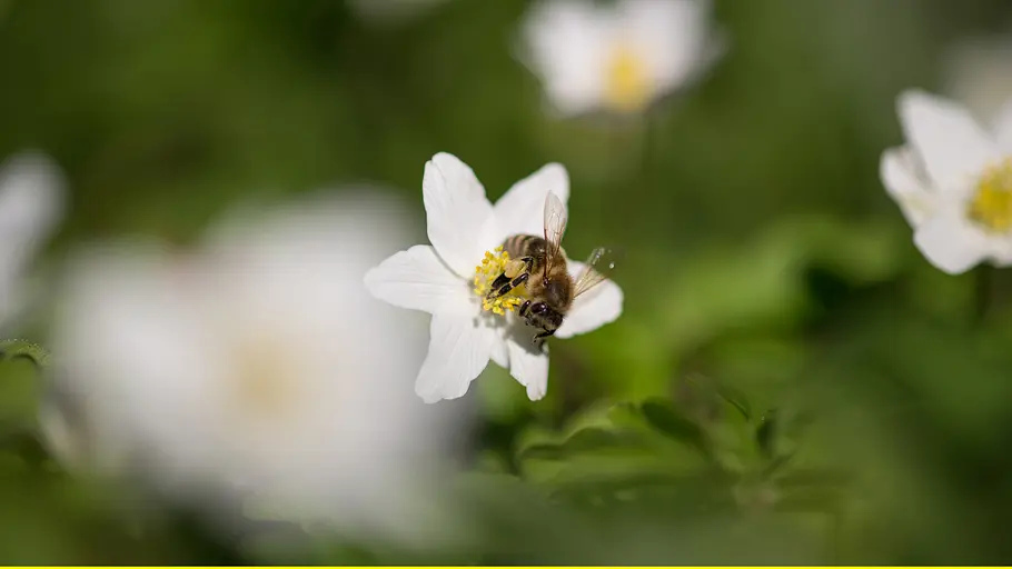 phoenix dok.thema: wilde bienen und gartenhelden