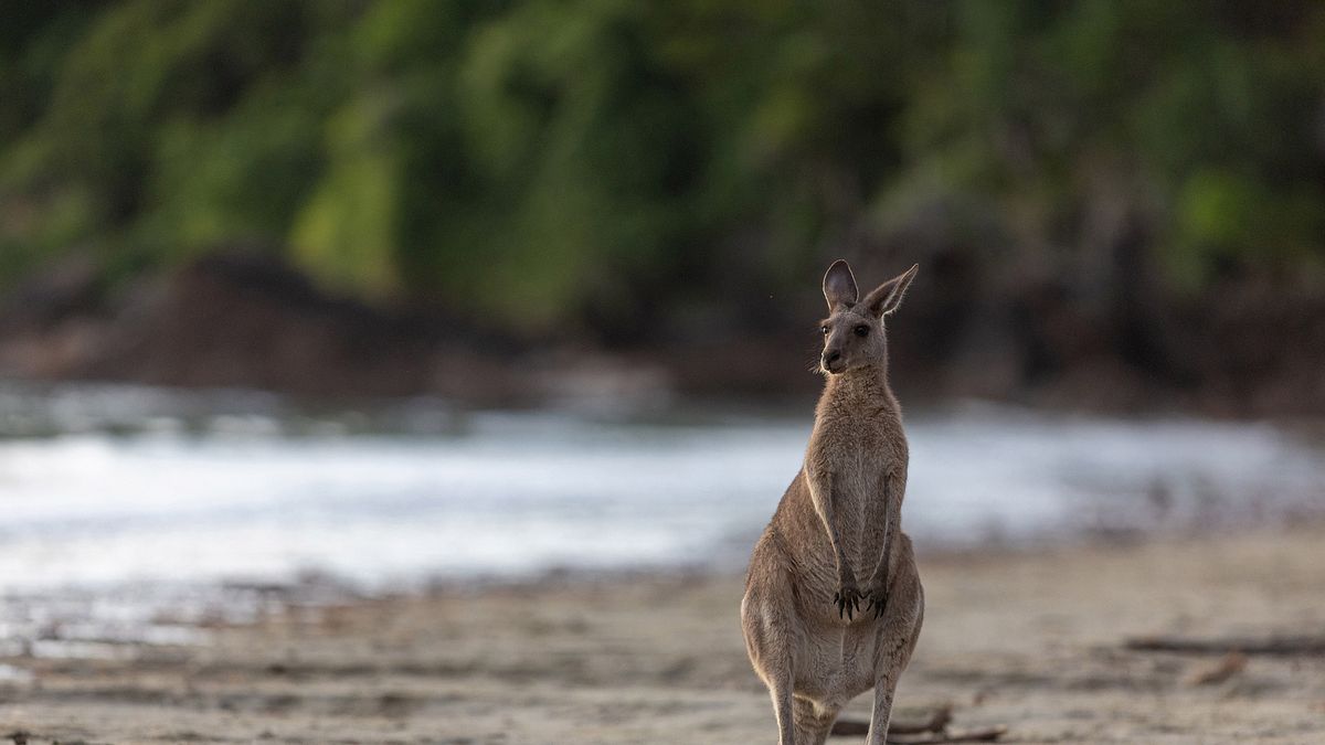 australiens wilde ...