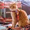Bob, der Streuner Thumbnail