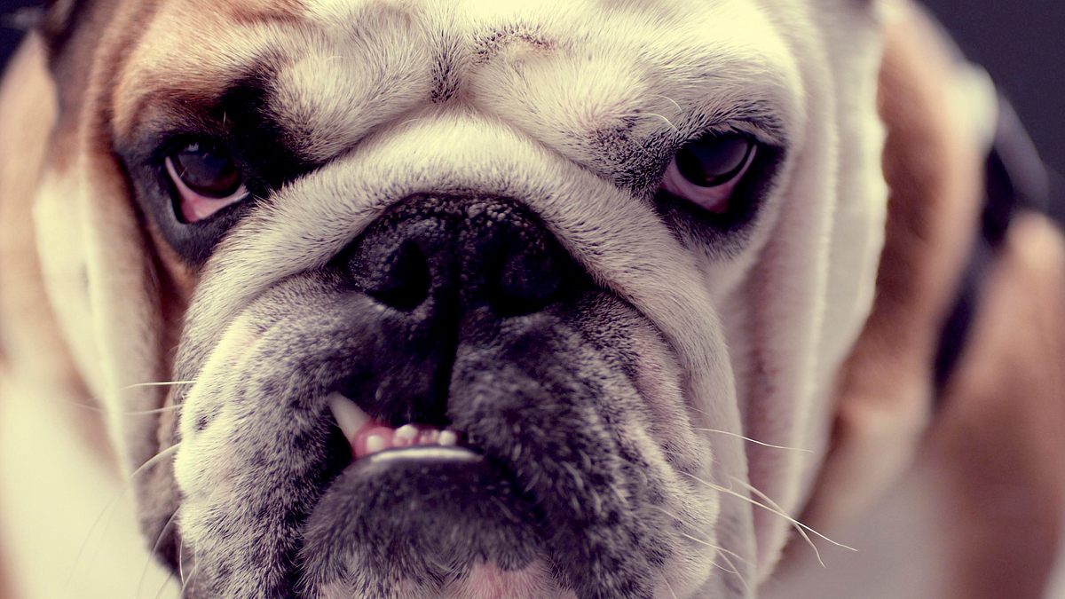 die geheime welt unserer hunde
