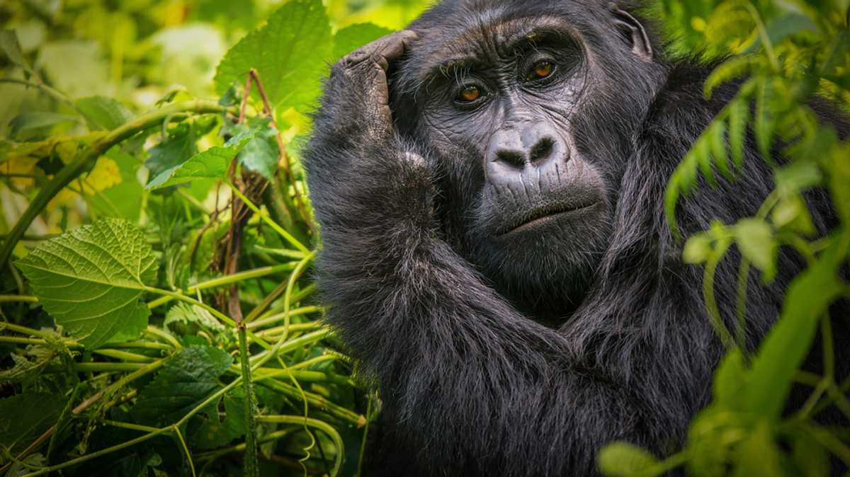 san diego zoo