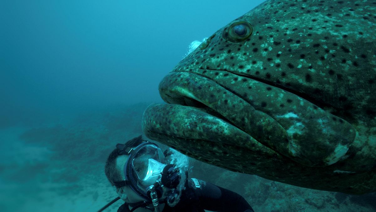 monsterfische am haken
