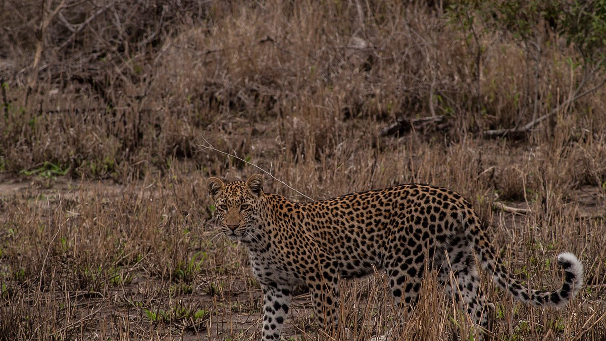 wildes afrika