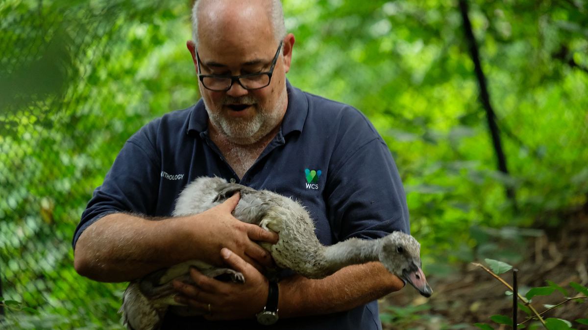 bronx zoo - tierpark der superlative