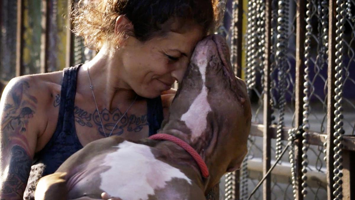 pitbulls auf bewährung