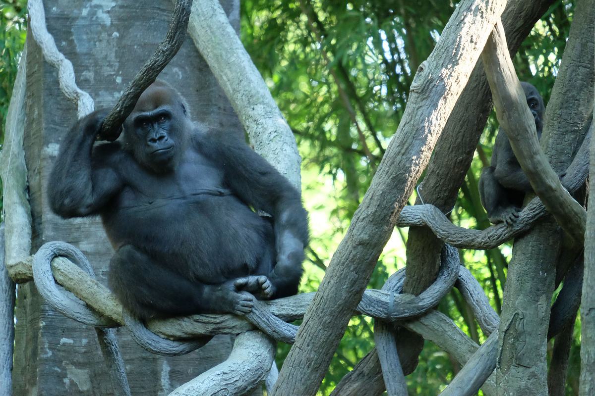 Bronx Zoo - Tierpark der Superlative bronx zoo - tierpark der superlative