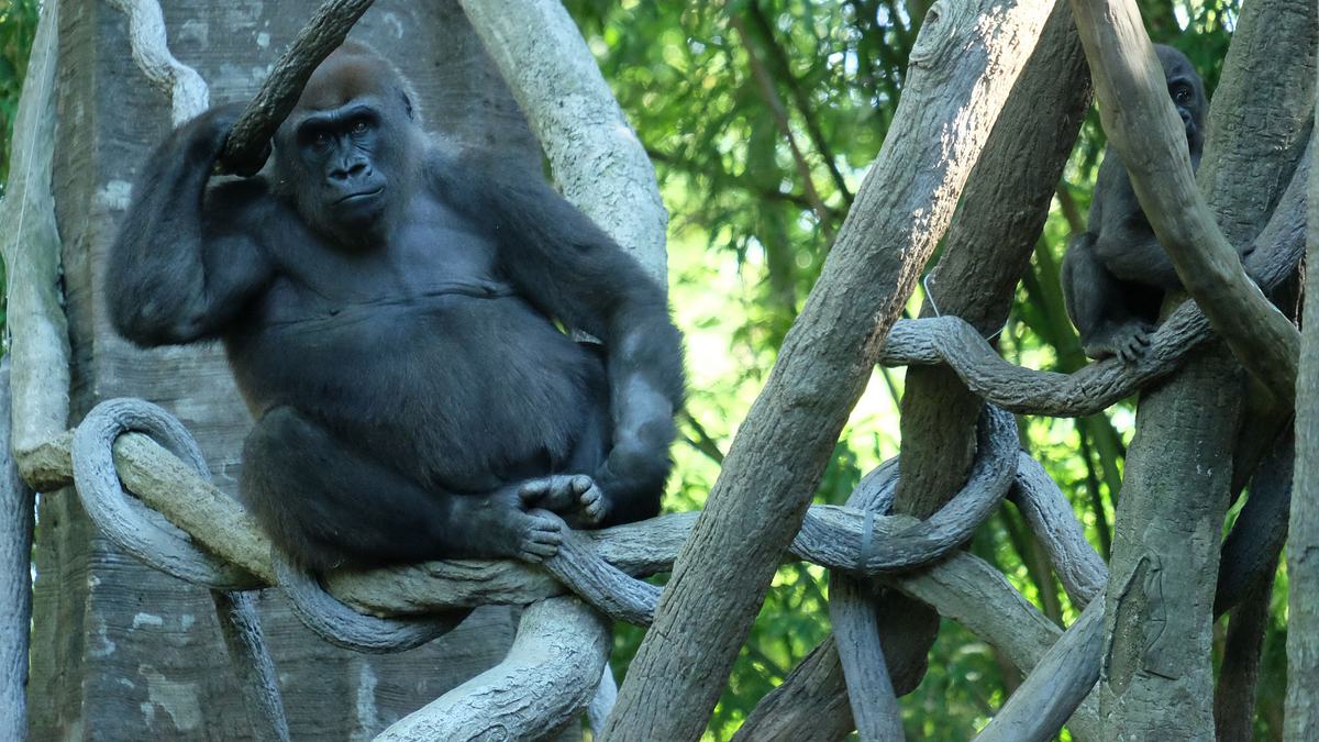 bronx zoo - tierpark der superlative