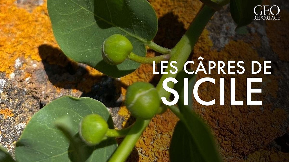 geo reportage