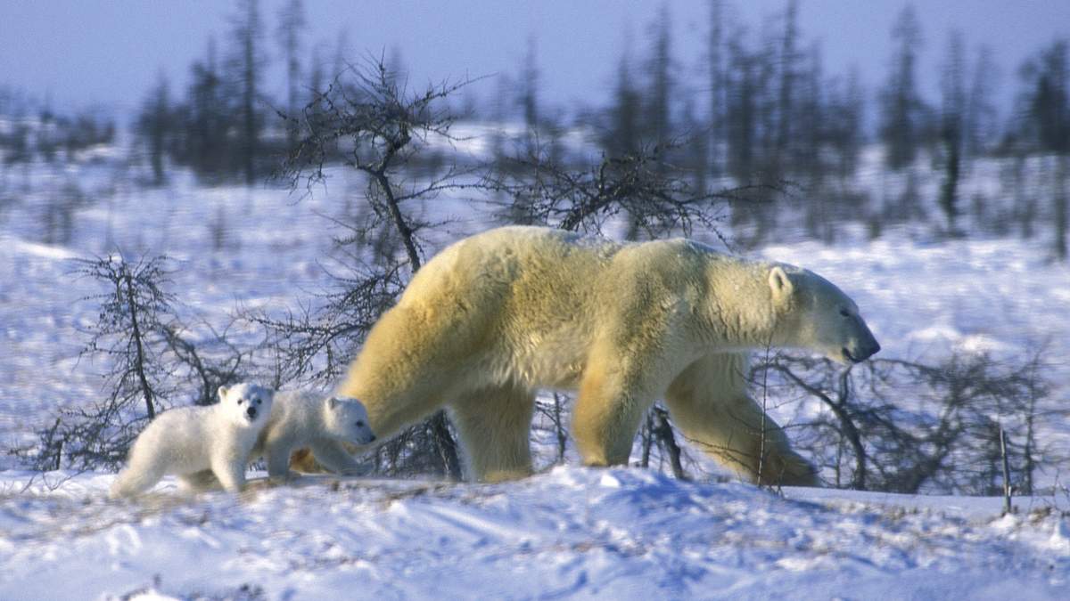 die reise der eisbären