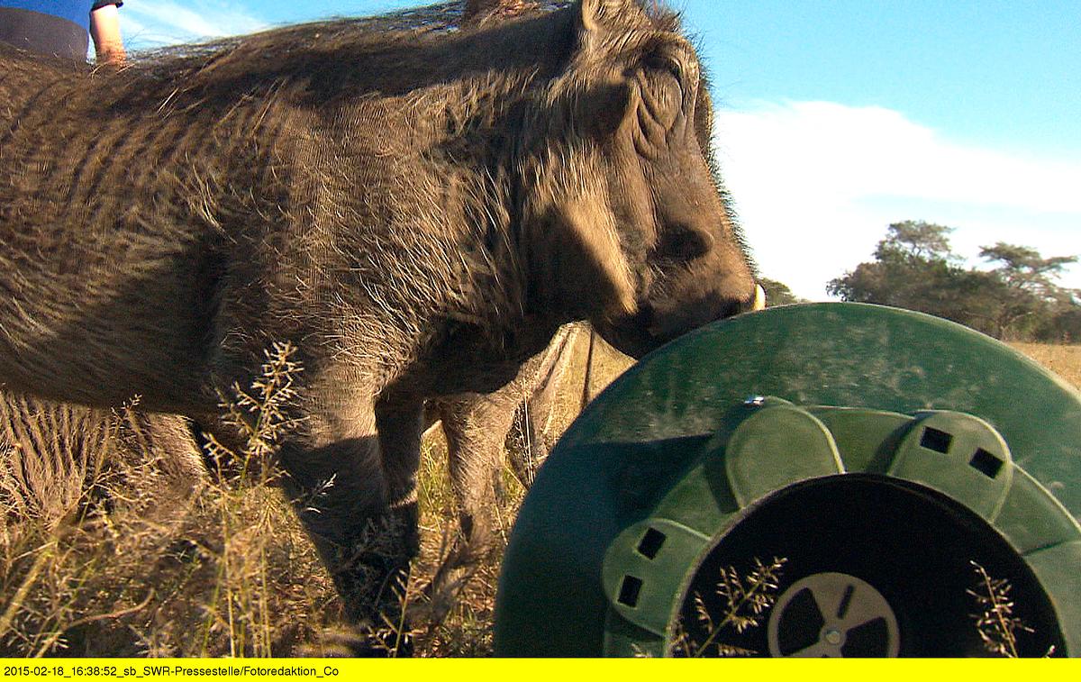 Das Waisenhaus für wilde Tiere - Abenteuer Afrika das waisenhaus für wilde tiere - abenteuer afrika