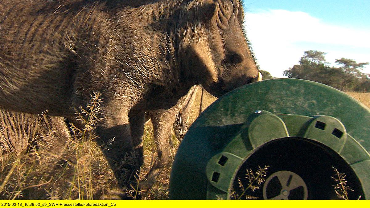 das waisenhaus für wilde tiere - abenteuer afrika