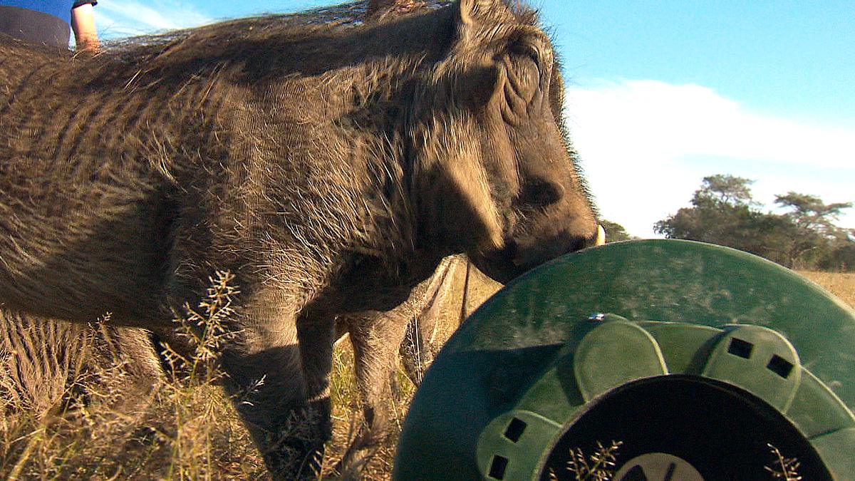 das waisenhaus für wilde tiere - abenteuer afrika