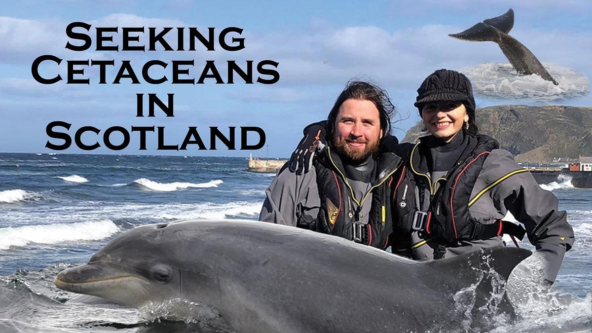 Seeking Cetaceans In Scotland