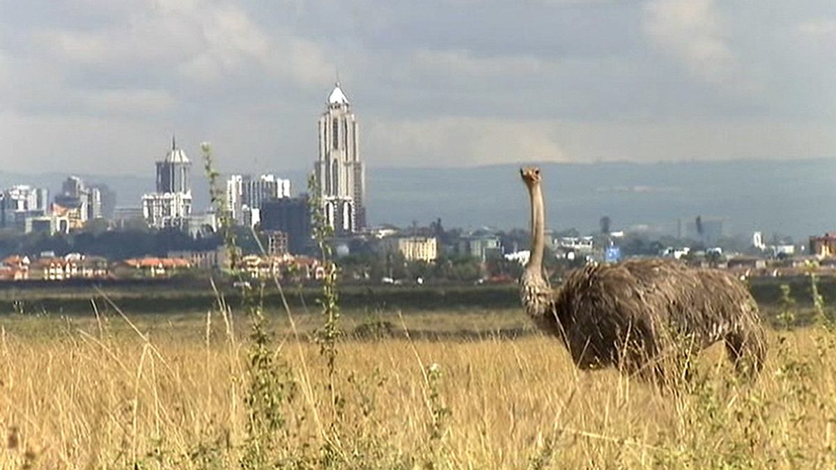 Kenia: Kein Platz für wilde Tiere kenia: kein platz für wilde tiere