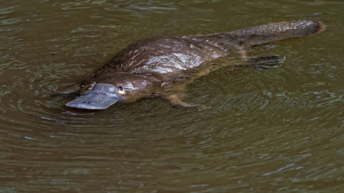 die superkräfte der tiere