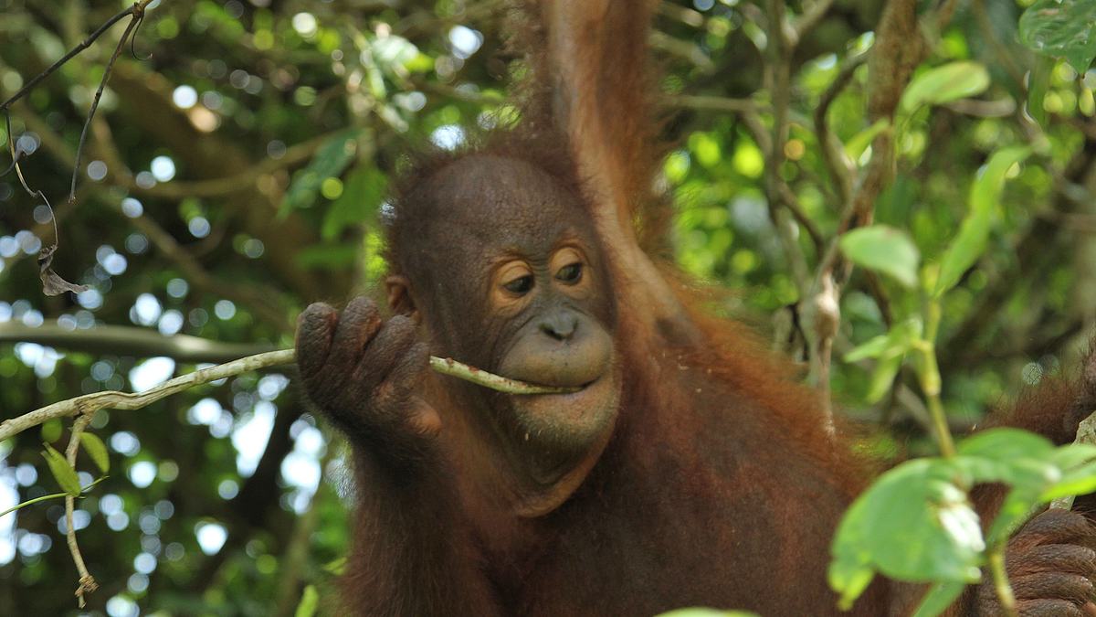 ein waisenhaus für orang-utans