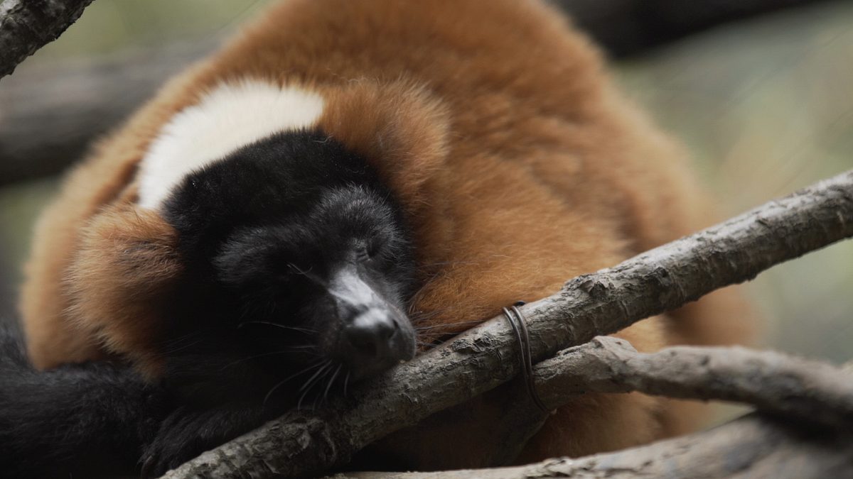 bronx zoo - tierpark der superlative