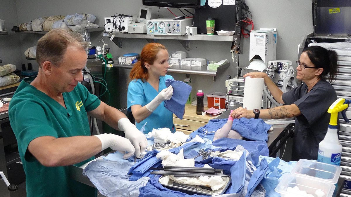 tierarzt dr. jeff