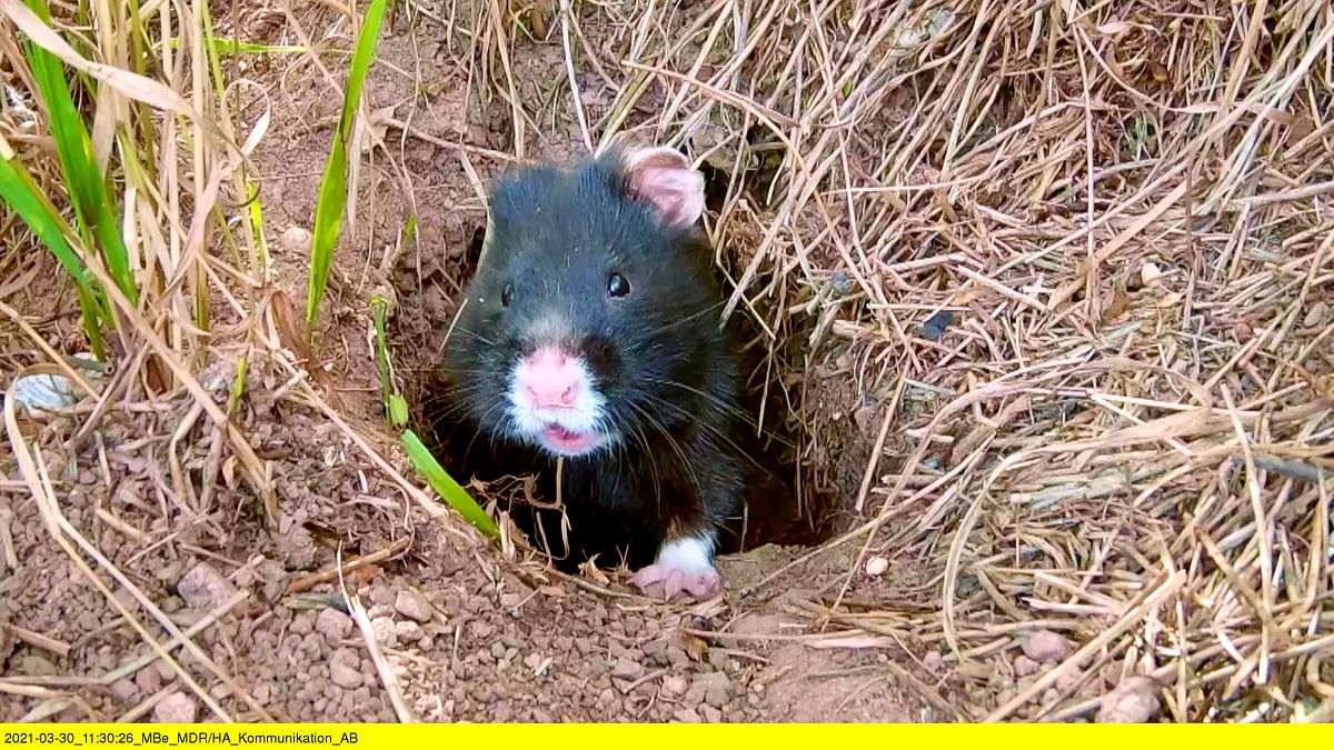 der kleine held vom hamsterfeld