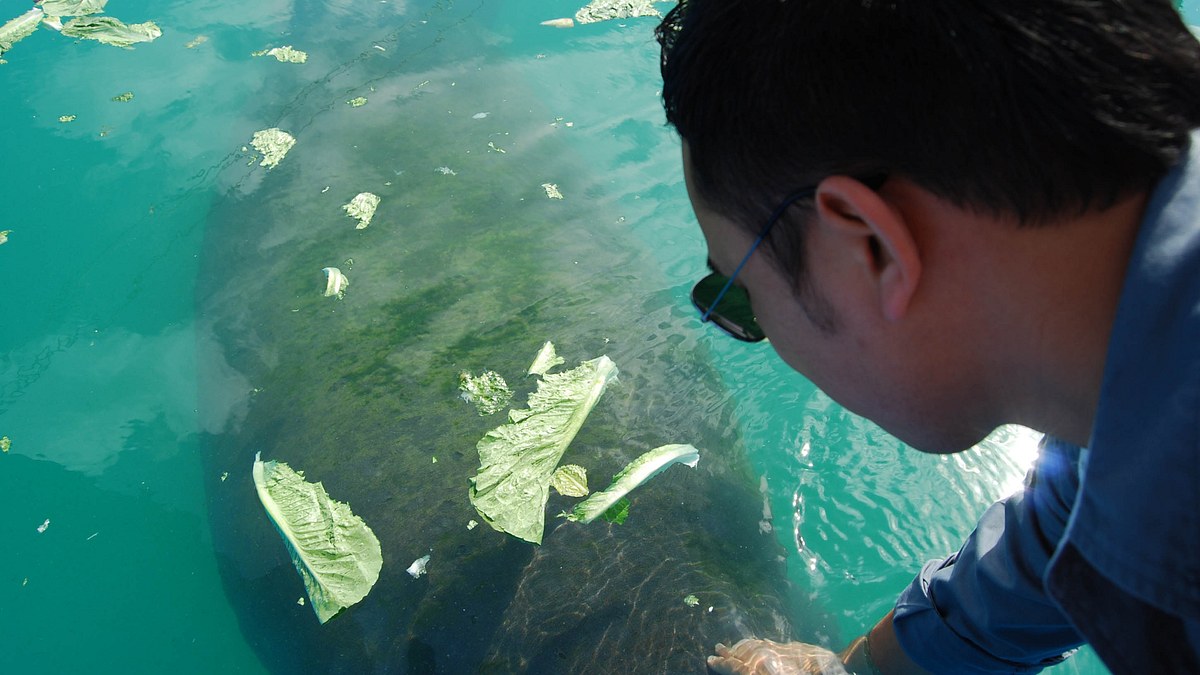 fish tank kings - gigantische wasserwelten
