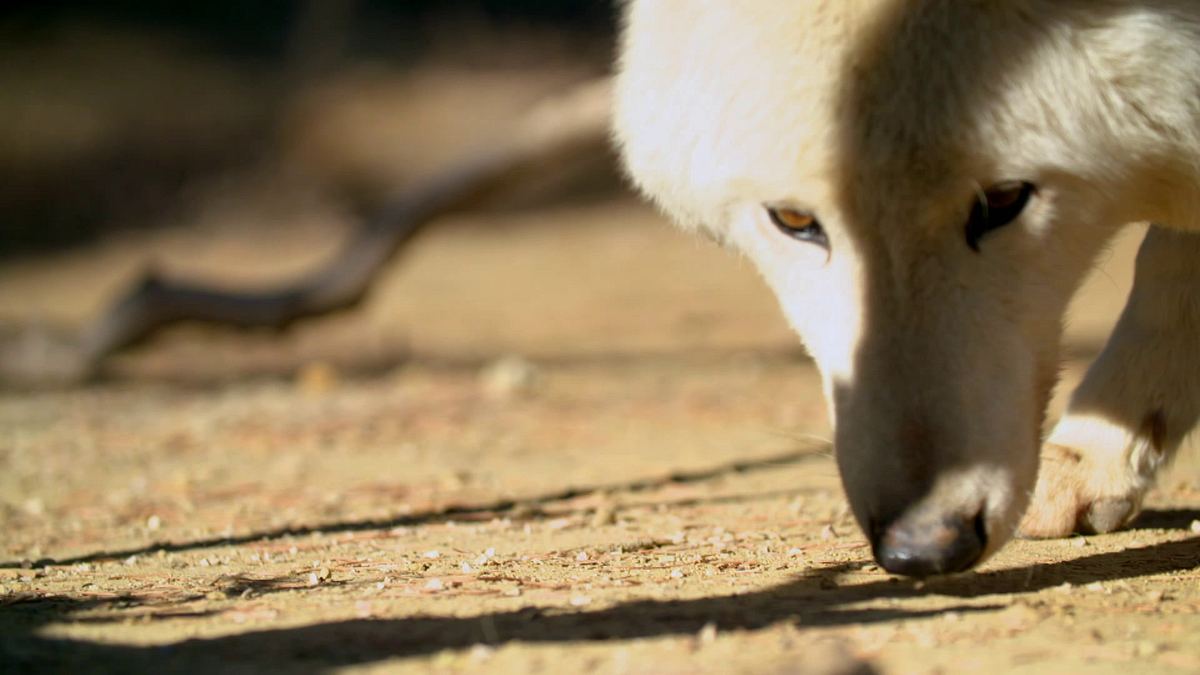 die superkräfte der tiere