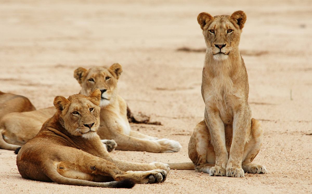 Afrikas tödlichste Jäger: Raubkatzen afrikas tödlichste jäger: raubkatzen