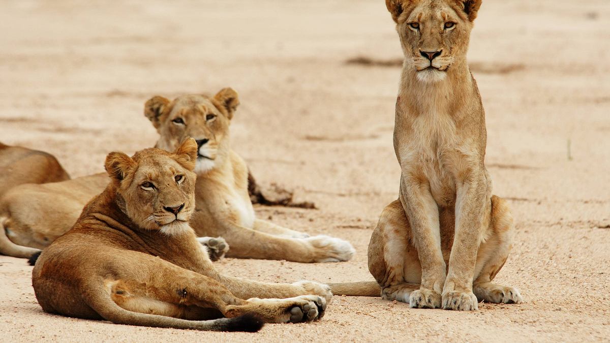 afrikas tödlichste jäger: raubkatzen