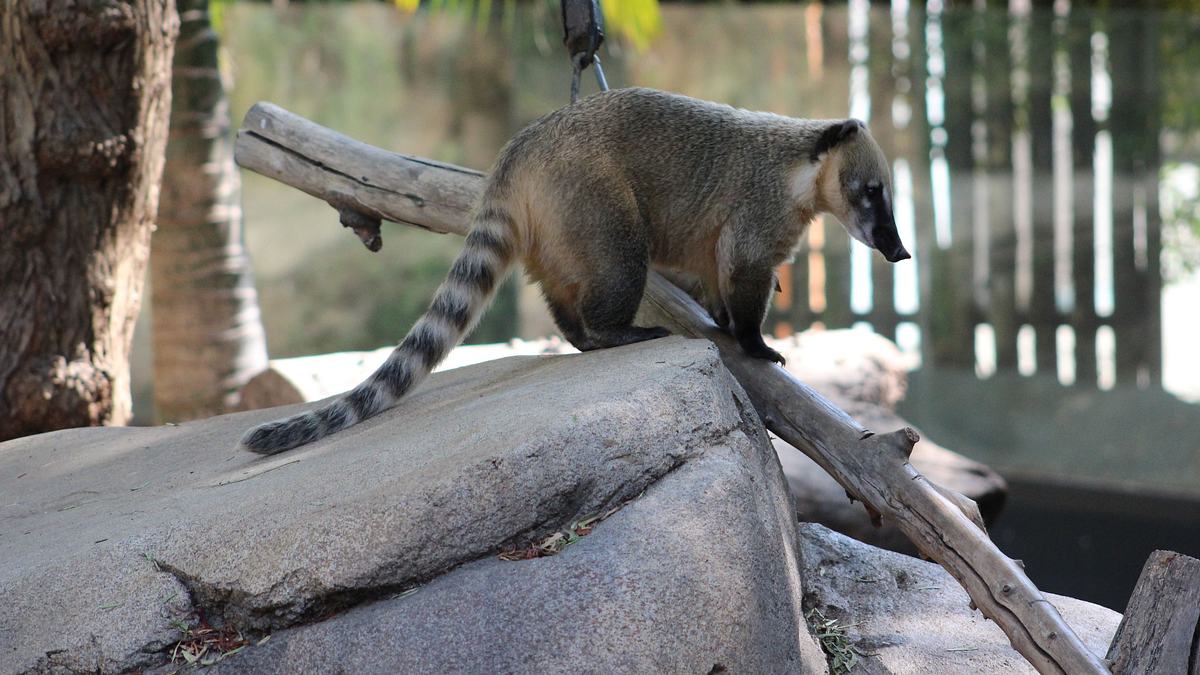 san diego zoo