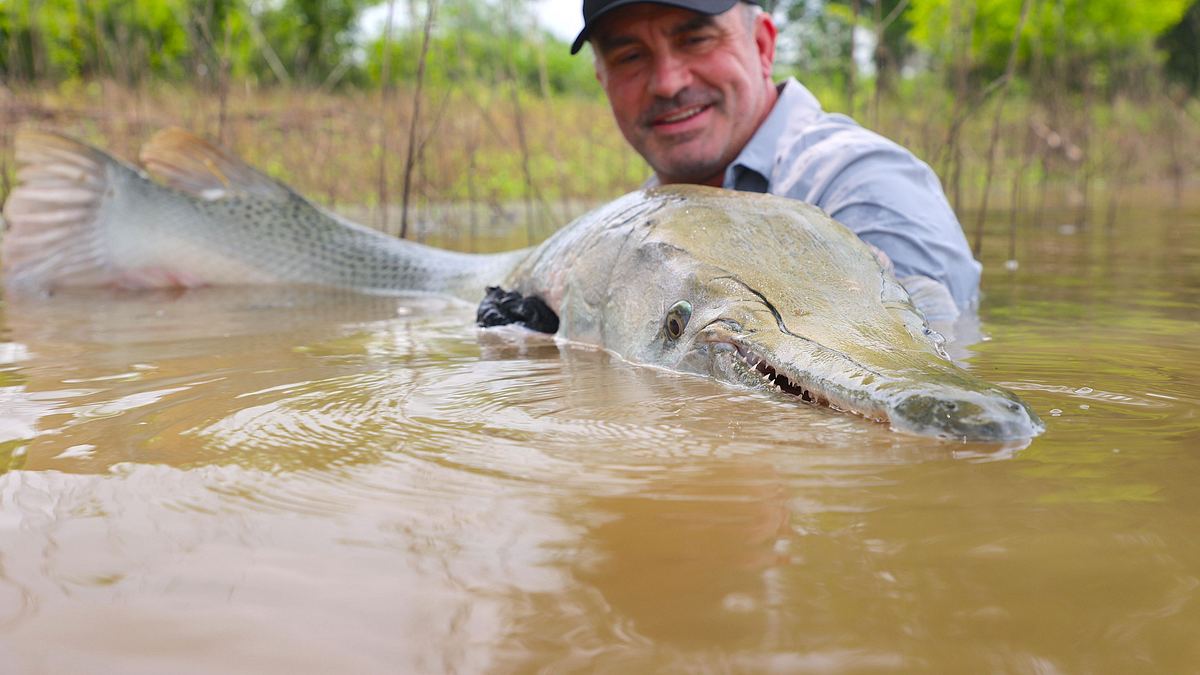 giganten unter wasser - riesenfischen auf der spur