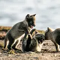 Kanada - Der weite Norden Thumbnail