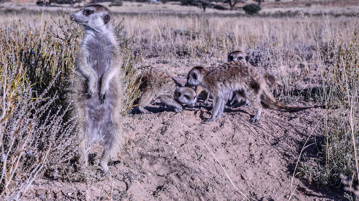 wildes afrika