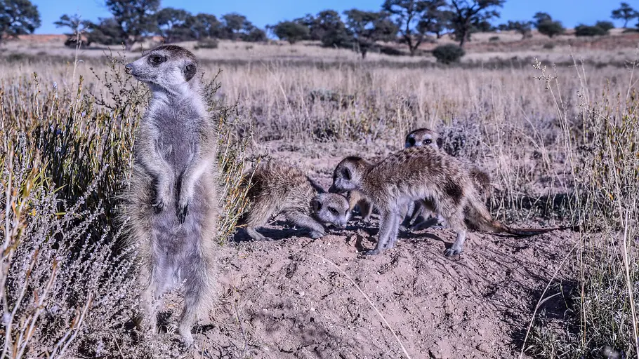 Wildes Afrika wildes afrika