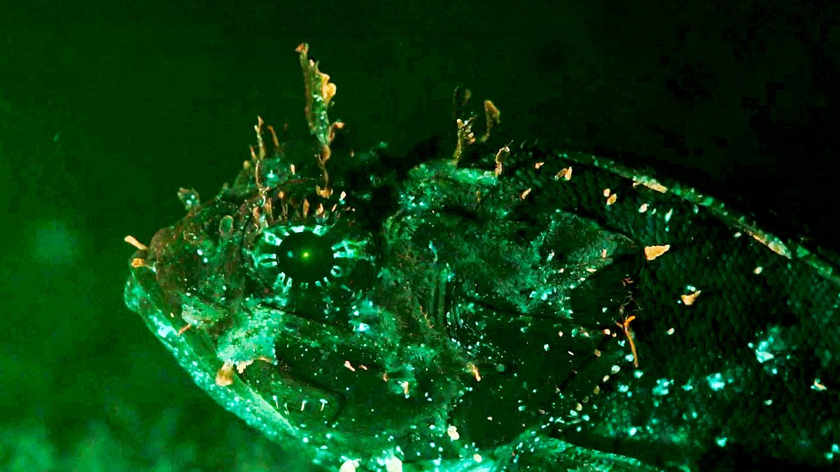 leuchtende natur - fluoreszenz als überlebensstrategie