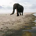 Surfing Hippos - Der Strand der Dschungeltiere Thumbnail