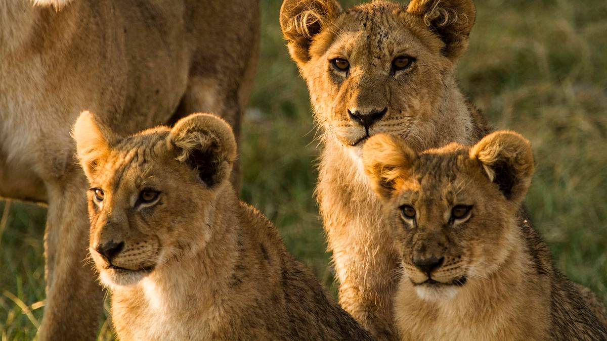 botswana: zum kämpfen geboren